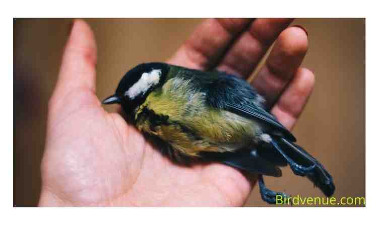 how to help an injured wild bird