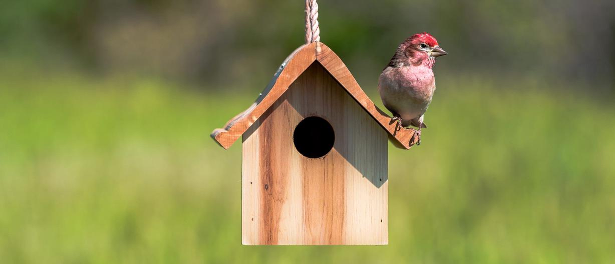 Birdhouses for Finches