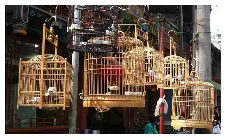 How to Make a Round Birdcage
