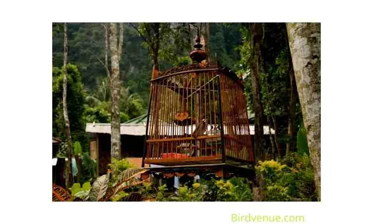 How to build a large outdoor birdcage