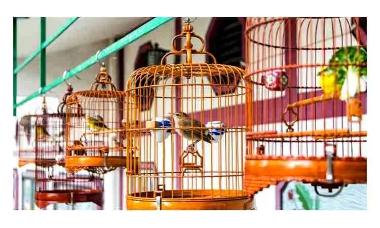 How to make a bird hospital cage 
