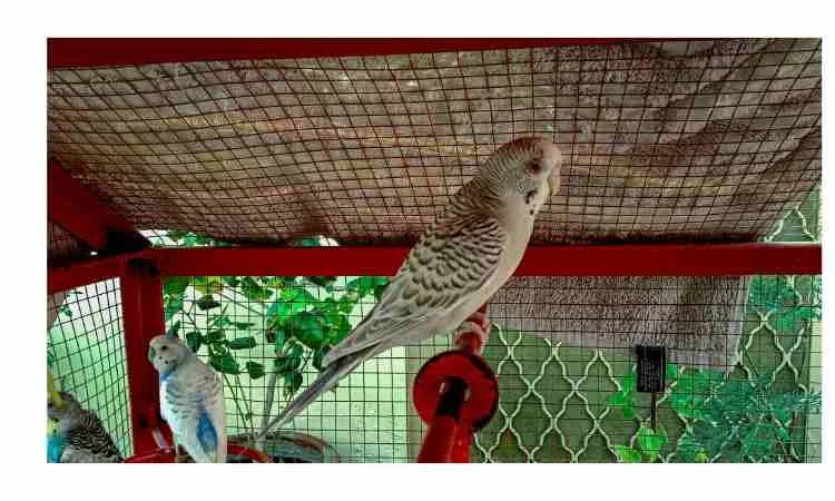 How to set up a parakeet birdcage