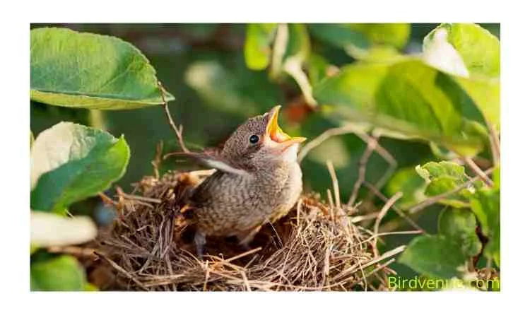 HOW CAN I PROTECT THE BABY BIRDS IN A NEST FROM PREDATORS 