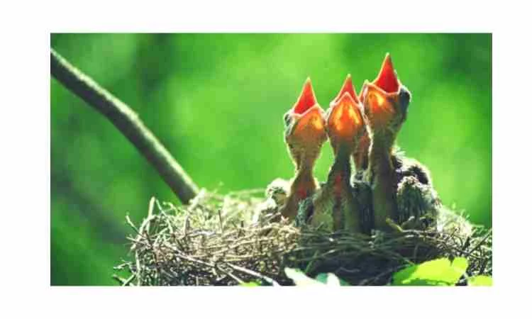 How can I protect the baby birds in a nest from predators