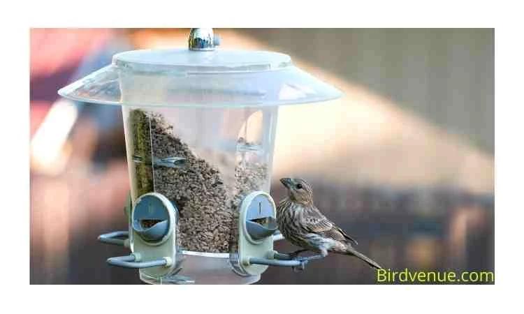 Put plastic covers over your bird feeder
