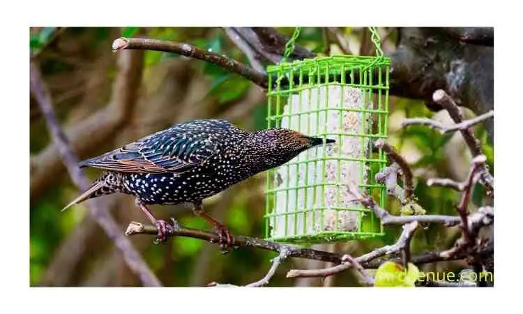 HOW DO I KEEP STARLINGS AWAY FROM MY BIRD FEEDER  