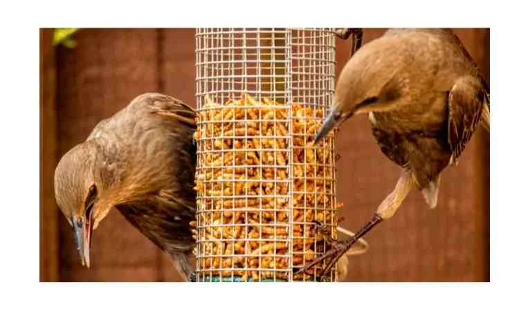HOW-DO-I-KEEP-STARLINGS-AWAY-FROM-MY-BIRD-FEEDER