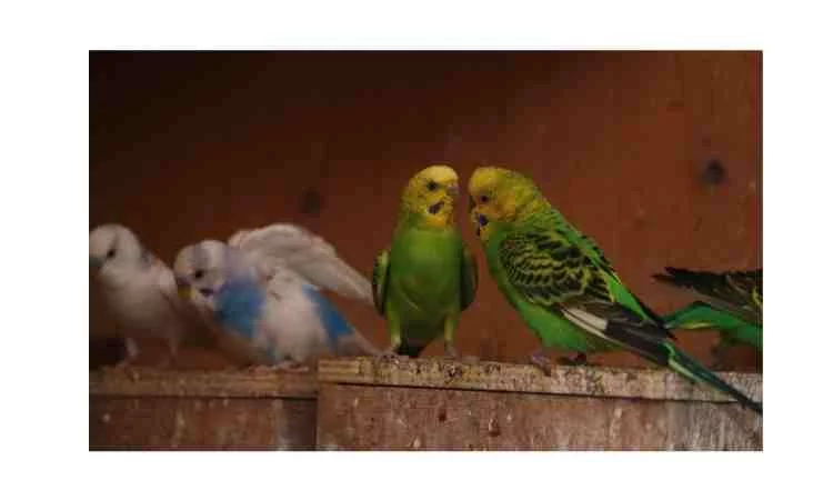 HOW TO CARE FOR A BUDGIE BIRD