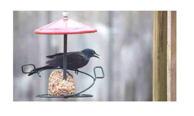 How to keep crows away from bird feeders