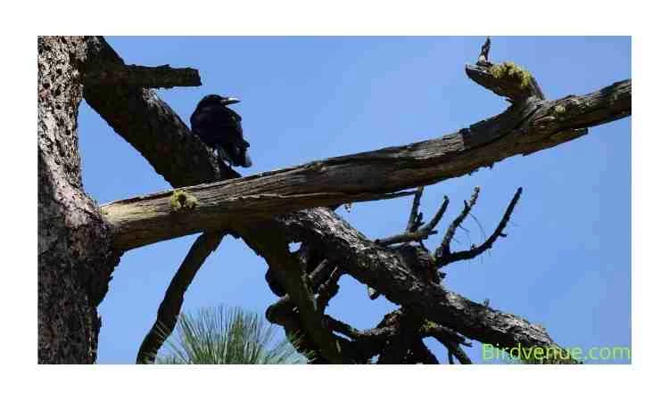 HOW TO PROTECT BIRD NESTS FROM CROWS
