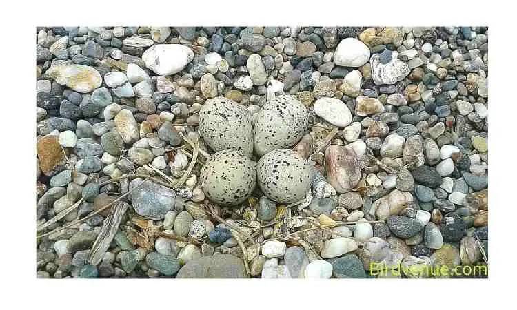  Bird egg camouflage