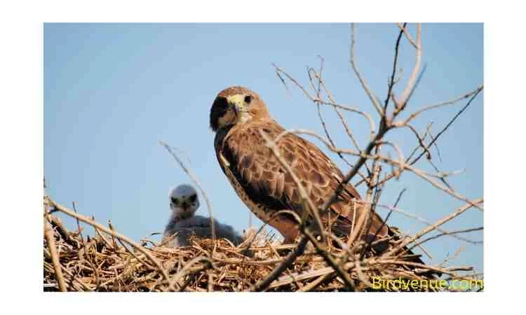 How-long-do-baby-birds-stay-with-their-mother