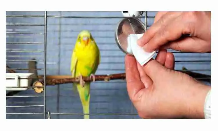 How to Clean a Birdcage with the Bird Inside