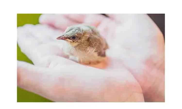 How-to-care-for-a-wild-baby-bird