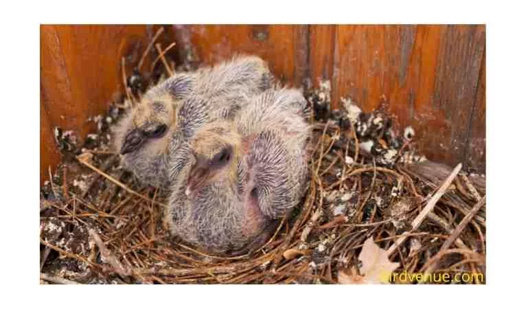 How to care for a wild baby bird