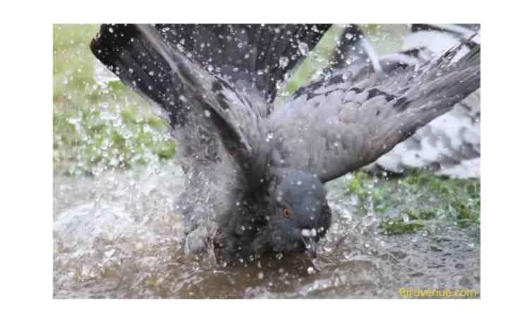 Watering baby dove