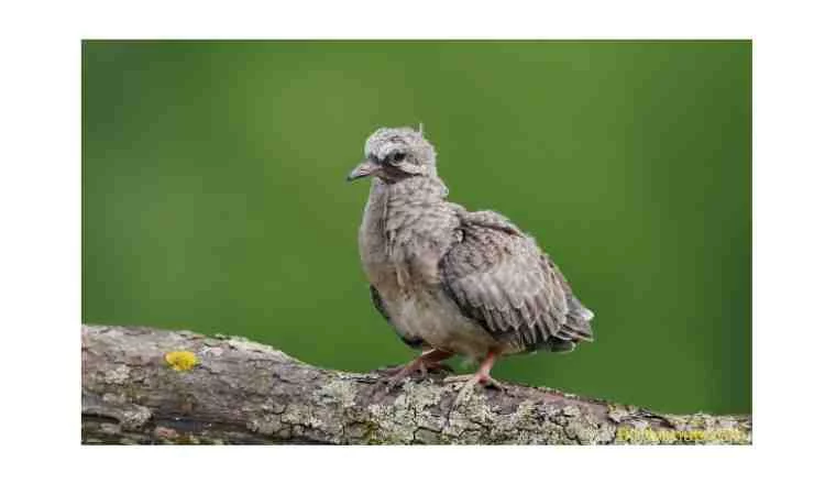 What do you feed a baby dove that is fully feathered?