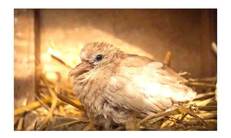 WHAT DO YOU FEED A BABY DOVE THAT IS FULLY FEATHERED