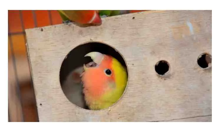 How long to keep an injured bird in a box