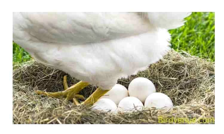 How many eggs do doves Lay