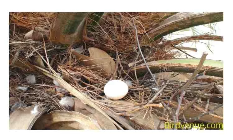 Average Size Of Dove Eggs