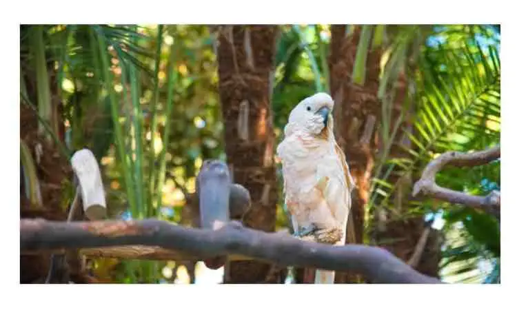 How to take care of a cockatoo bird