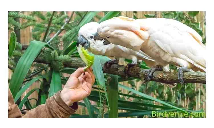Feeding your Cockatoo Bird