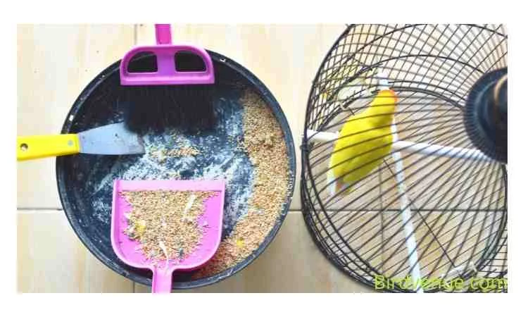 Cleaning Your Cockatoo Bird’s Cage