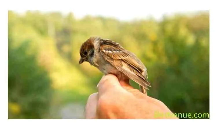 How to take care of a sparrow baby bird