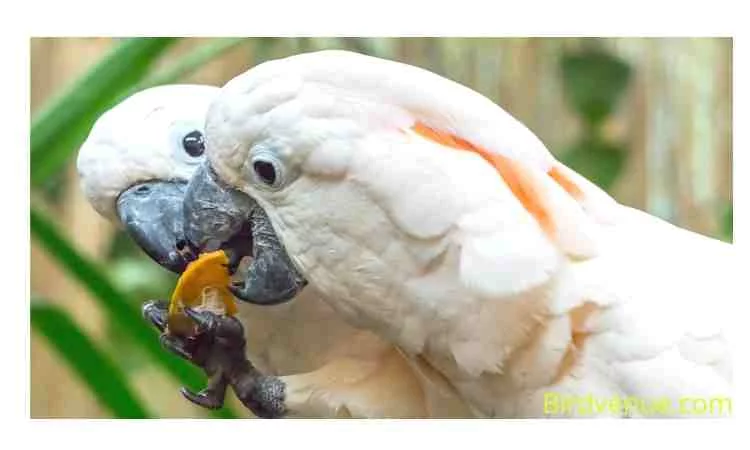 Always treat your cockatoo nicely