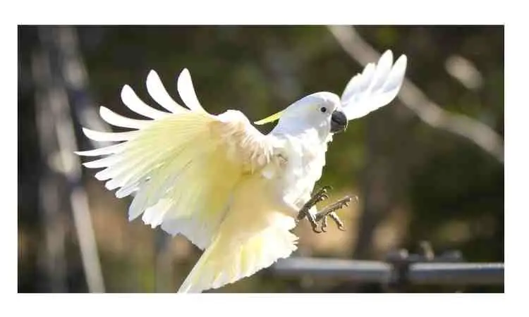 How to train a cockatoo to talk