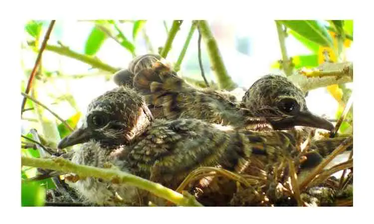 what do baby doves look like