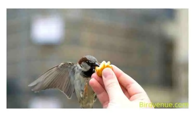 What do baby sparrows eat
