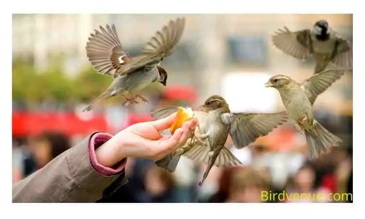 Wild baby sparrows eat