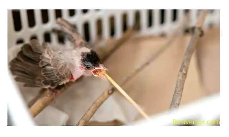 Feeding of a baby injured birds