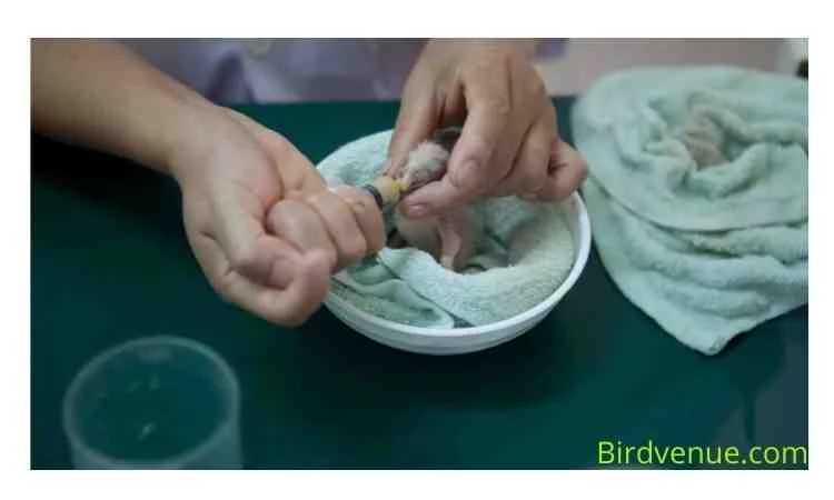 what is the feeding schedule of a baby parrot