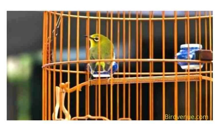 HOW TO MAKE A TRAVEL-SIZE BIRDCAGE