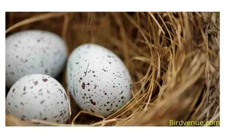 How do you know if a bird egg is alive