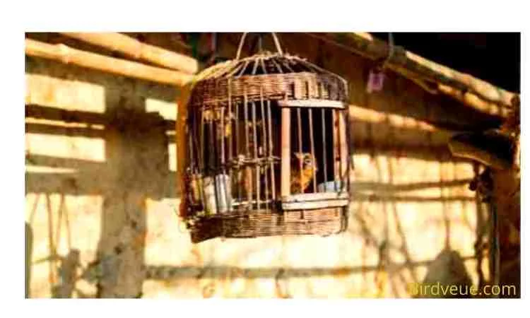 How to Build a Large Outdoor Birdcage