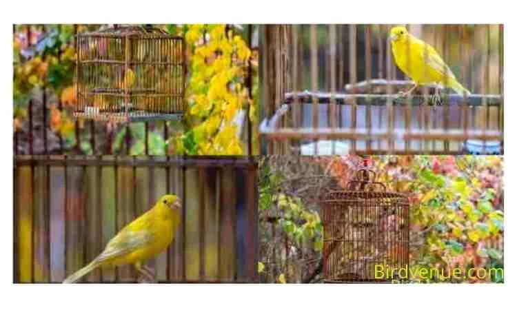 How to Clean a Birdcage with the Bird Inside