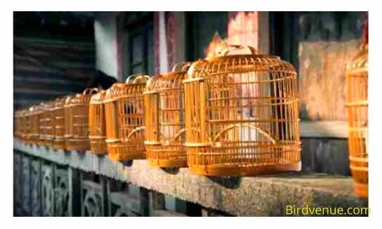 How to Make a Round Birdcage