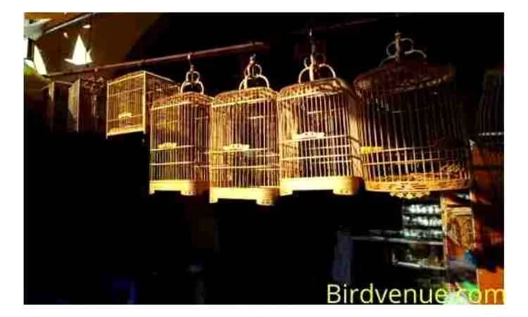 How to hang birdcage from ceiling