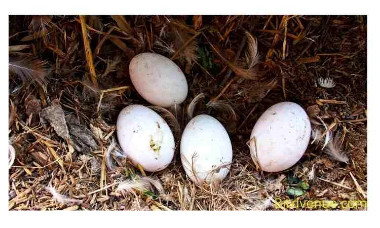 How to hatch a duck egg without an incubator