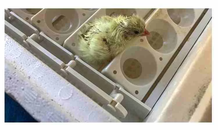 How to hatch chicken eggs with an incubator