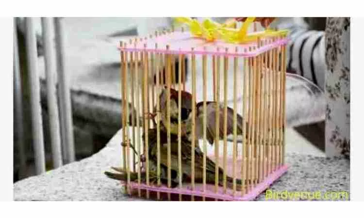 How to make a bird hospital cage