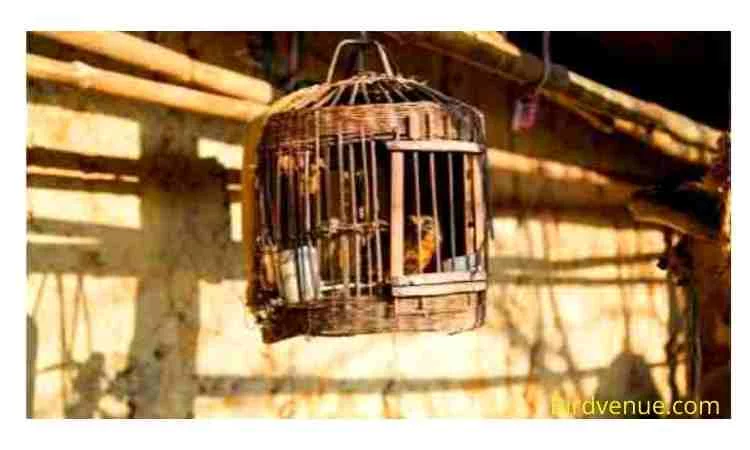 How to make a birdcage door