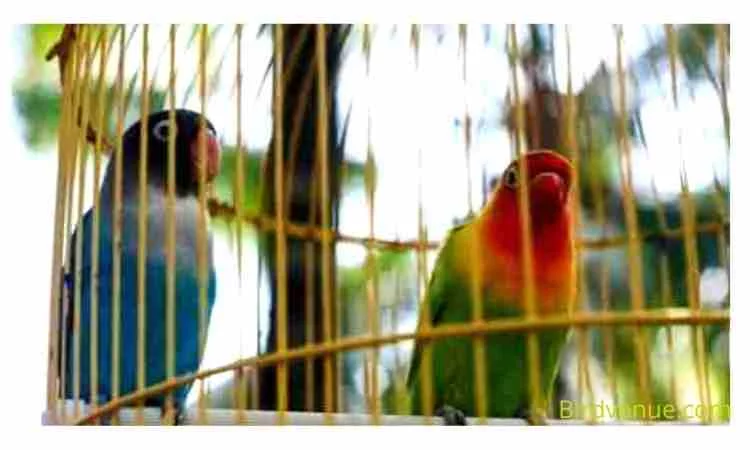 How to set up a parakeet birdcage