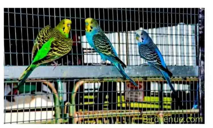 Choose A Parakeet Bird Cage