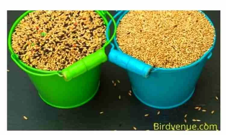 Provide food to birdcage