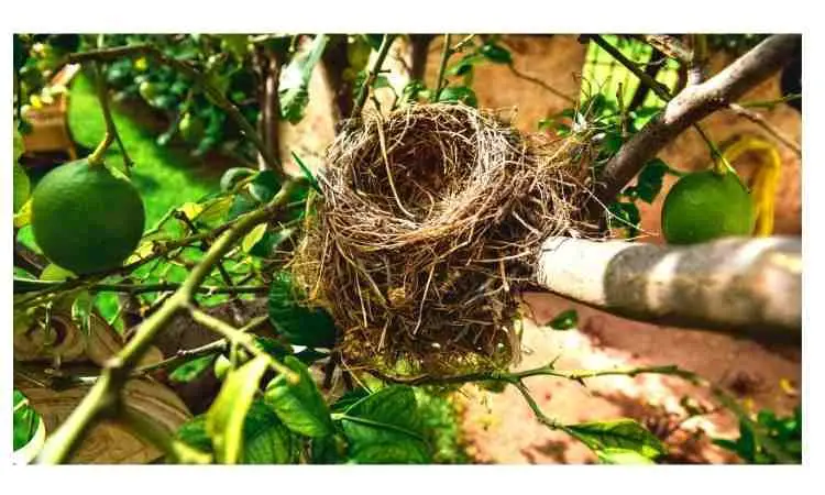 How to tell if a mother bird has abandoned its nest
